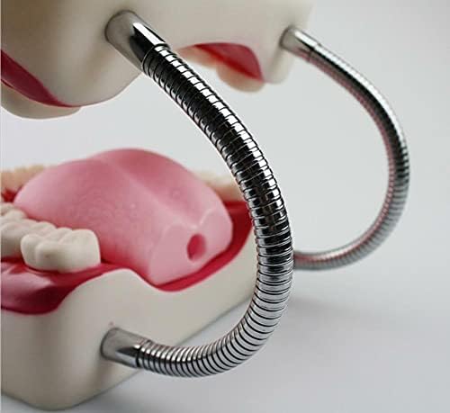 Стандартен Модел на Зъбите Yuang Lifeng, Обучение на Зъболекар Хигиена на устната Кухина, Модел 8,66 5,9 5,5 инча, Обучение, за да