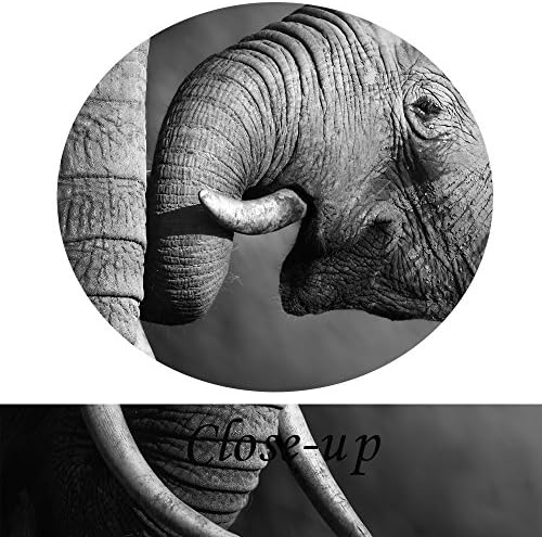 Творческа Изкуството на Черно - Бял Слон, Платно, Стена Арт Декор, Щампи с участието на Животните, Произведение на Изкуството за Хола,