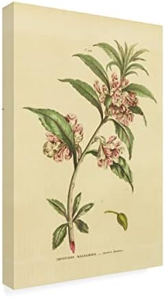 Търговска марка на Fine Art 'Herbal Botanical XXVI' Платно-арт от Wild Apple Portfolio