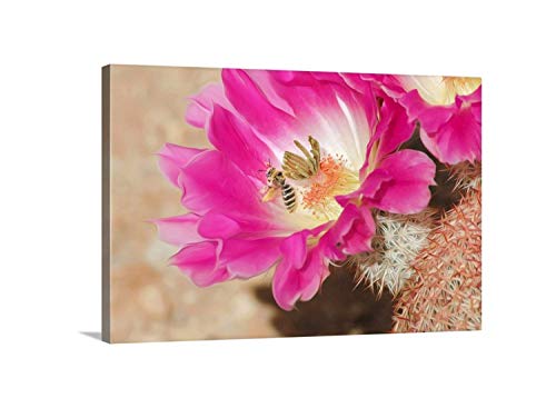 Картина на природата с Цветето Пустинен Кактус и Пчела