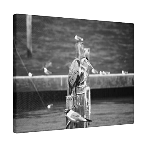Черно-бяла Чапла на сноп от яхтеното Пристанище 16x20 Матиран Платно, Натянутый в рамка, готов да бъде обесен Оригиналната снимка Fairhope