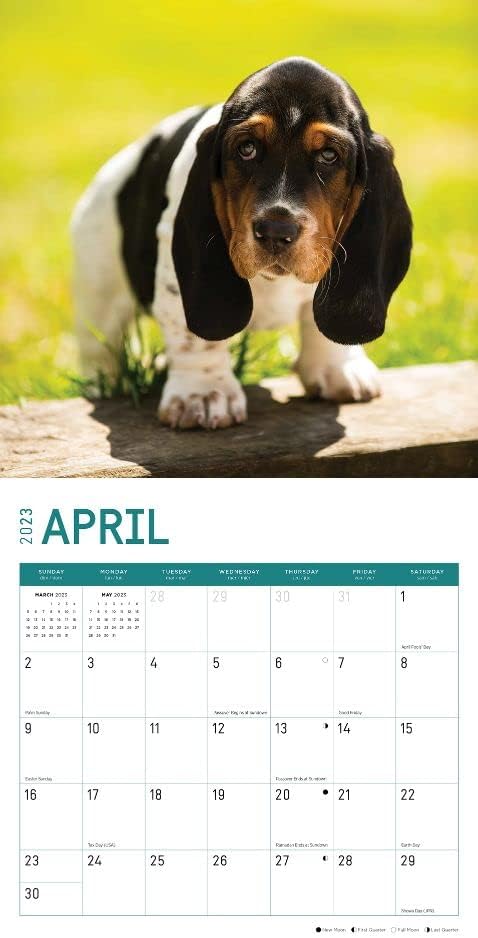Стенен Календар Кученца Басет-Хаунда на 2023 година от Bright Day, 12x12 Инча, Фотография Сладък Очарователна Куче