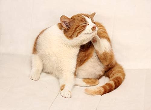 MY LUCKY PETS LLC при сърбеж от алергия към котки - Комплекс за облекчаване на алергии към КОТКИ - Премиальное средство за сърбеж