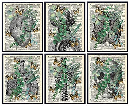 Анатомия с эвкалиптом и пеперуди, Ретро Арт Принт с речника, Съвременно Монтиране на изкуството За домашен интериор, Плакат