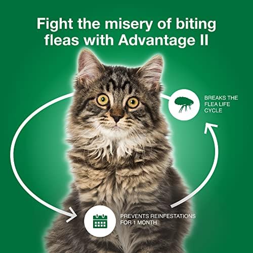 Ветеринарен лекар Advantage II Large Cat-Препоръчителното лечение и профилактика на бълхи | Котки с тегло над 12 килограма | 12-месечен запас